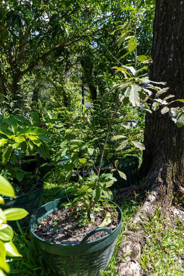 Thai Medicinal Herb Garden Plant Index | Kamala Beach Estate 78 Ziziphus mauritiana – Indian Jujube (พุทรา), young Thai medicinal tree with oval serrated leaves and glossy green foliage.