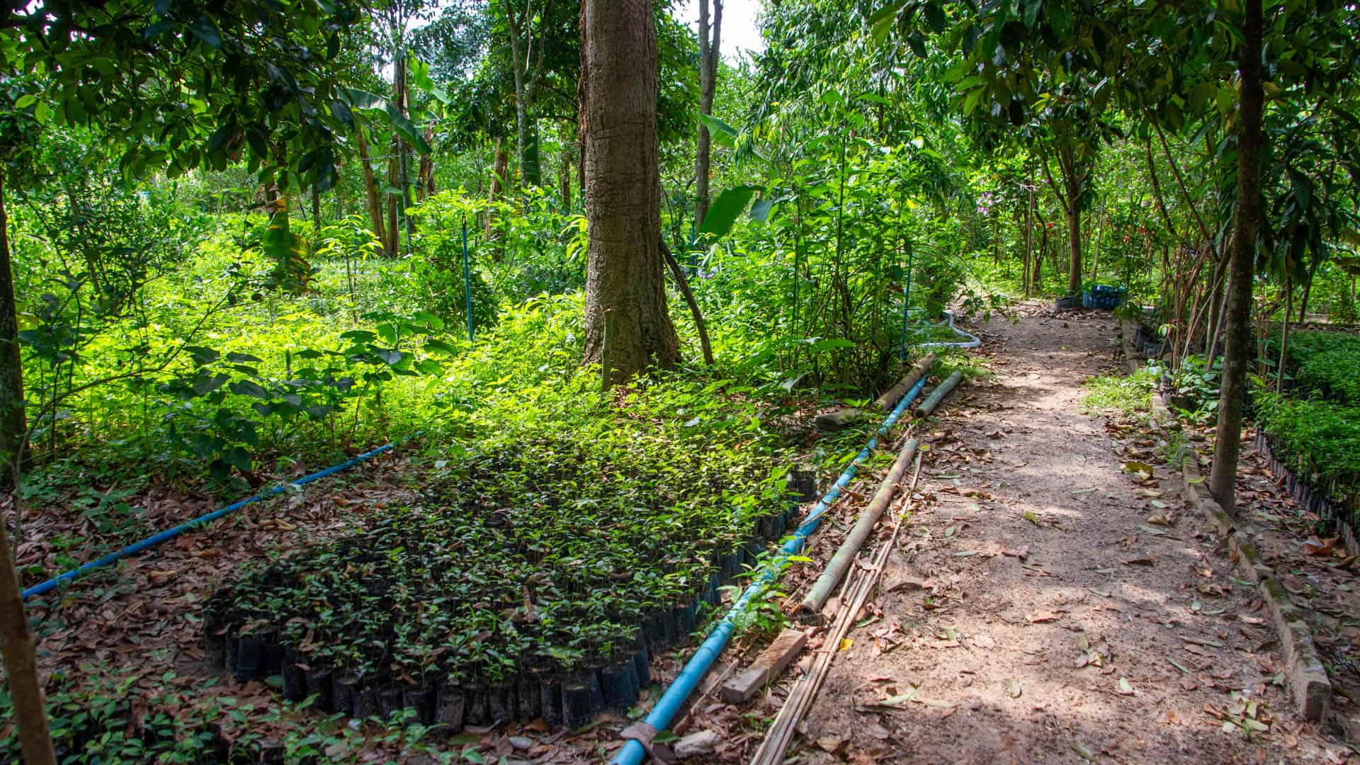 Medicinal plant growing area at Ban Dong Bang village