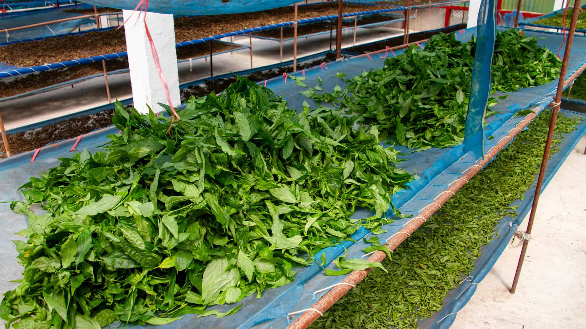 Fresh medicinal leaves laid out for drying at Ban Dong Bang